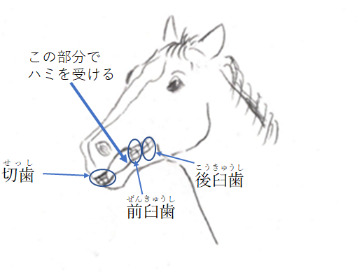 ハミ受けをしたときの馬の口の状態を書いた絵