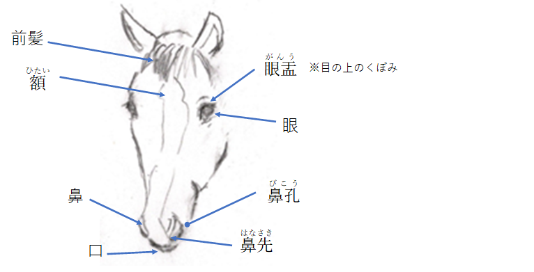 顔の名称