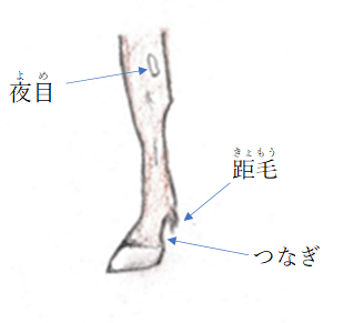 　距毛（きょもう）