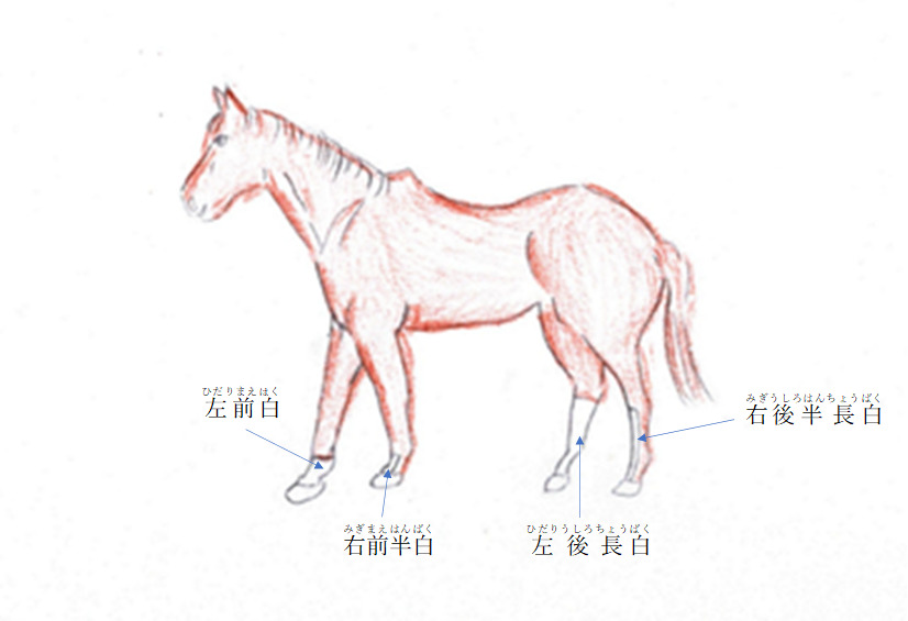 馬体の名称を知ることで、馬の構造や特徴をより深く理解 | よくやった!ブログ
