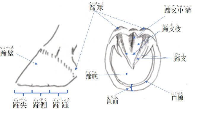 蹄の名称