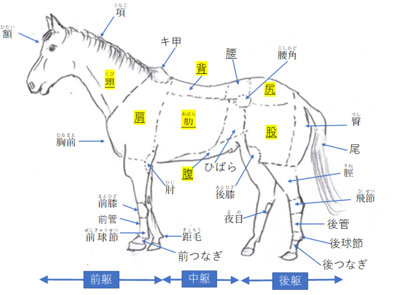 馬体の主な名称