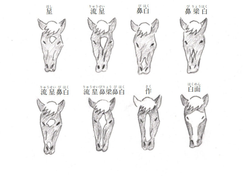 頭部の白斑