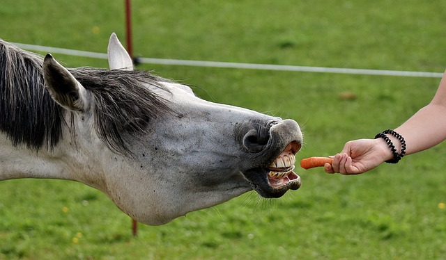 ニンジンをもらう瞬間の馬の表情