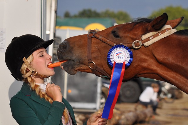 青いロゼットを頭絡につけた馬が少女からニンジンをもらう写真