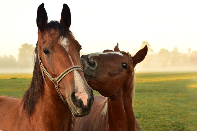 仲間の馬の頬にキスする馬