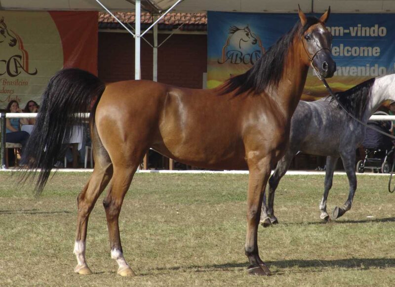 ブラジルのアヴァレで開催されたEMAPAで披露されたアラビアン・ホースです。