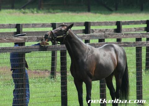 種牡馬生活のディープインパクト