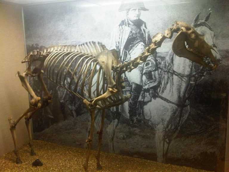 イギリスの国立陸軍博物館に展示されるマレンゴの骨格標本