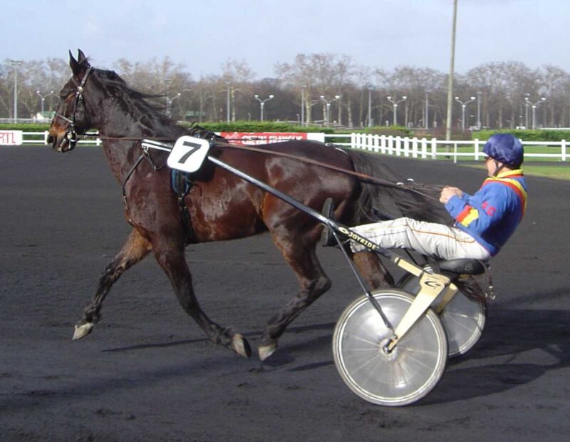 騎手が競走馬のうしろにある繋駕車（一人乗りの二輪馬車）に乗って競走をする繋駕速歩競走の練習光景です。