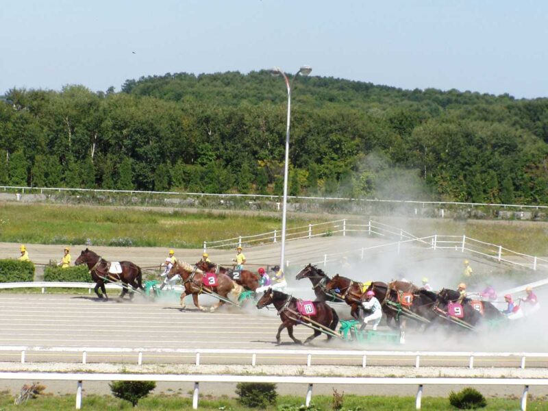 砂煙をあげて最後の直線を駈ける馬たちです。