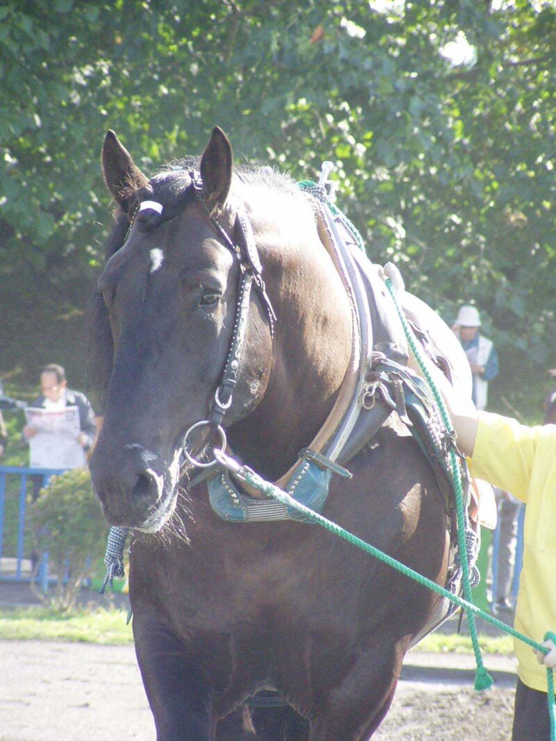 パドックで引き馬される大きな馬です。