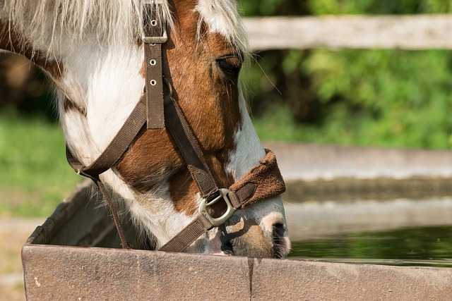 水を飲む馬