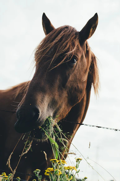 馬食