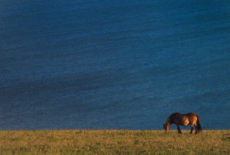 海を背景に草を食べる１頭の馬