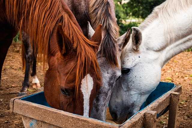 仲よく飼料を食べる３頭の馬