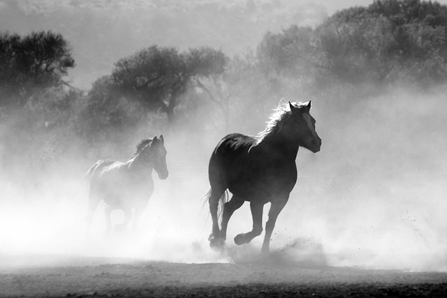 ２頭の馬が荒野を走る