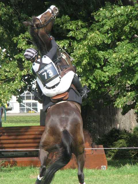 馬が立ち上がり、・騎手は、首に抱き着いている