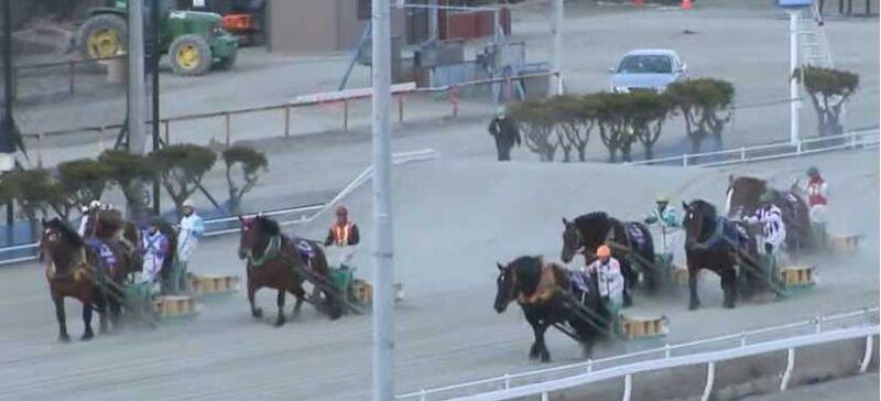 オモ馬場でソリを曳く馬たち