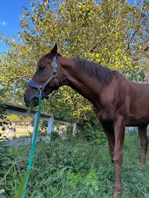 草を食べる馬